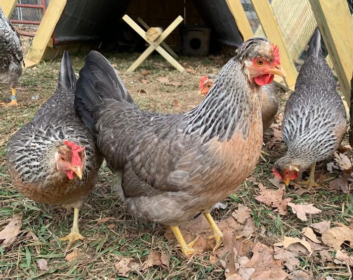 Cream Legbar chickens