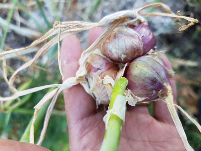 reddish coloured walking onion topset bulbils