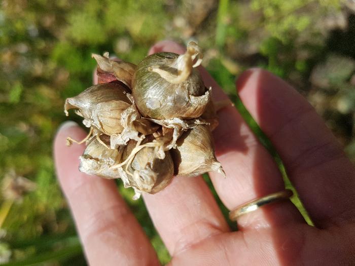 yellowish coloured walking onion bulbils