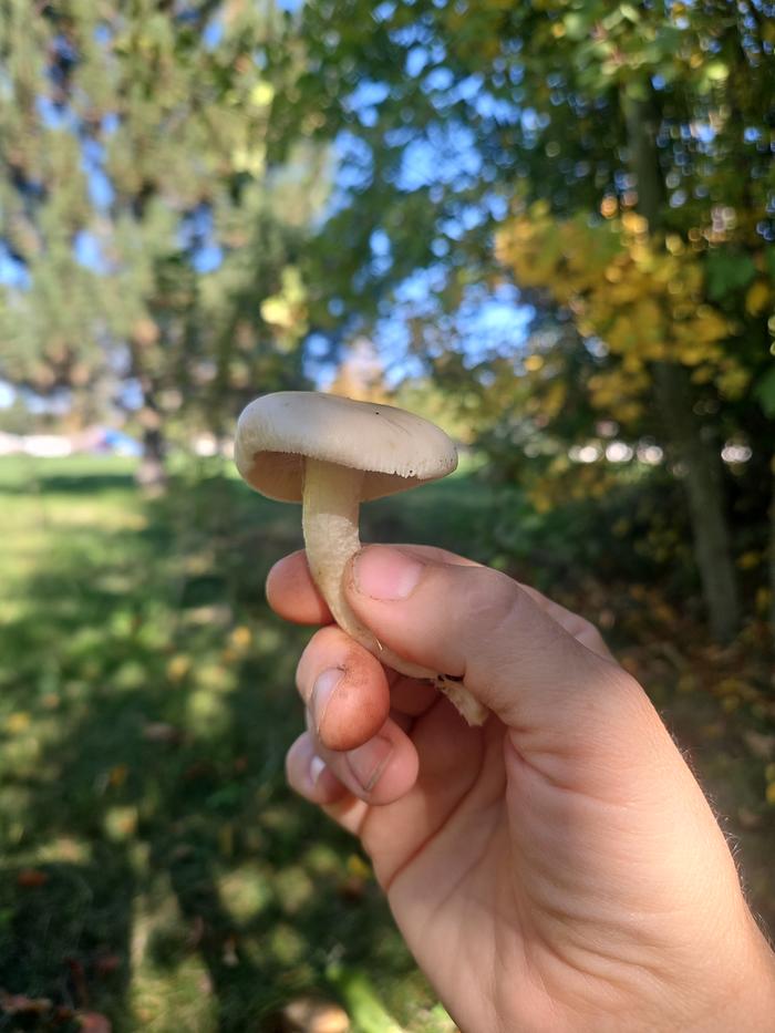 Local mushrooms