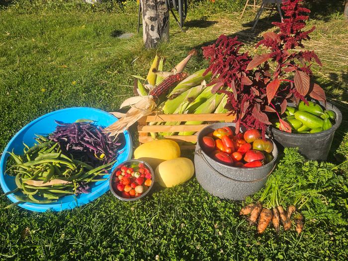 Giant harvest
