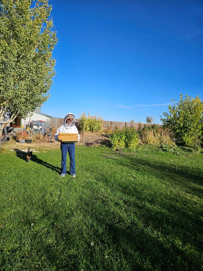 Bee frames being harvested