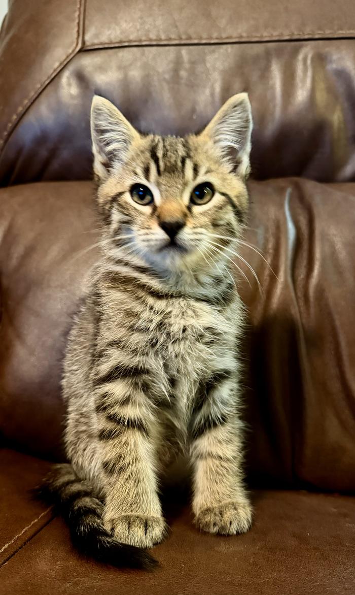 cat1
