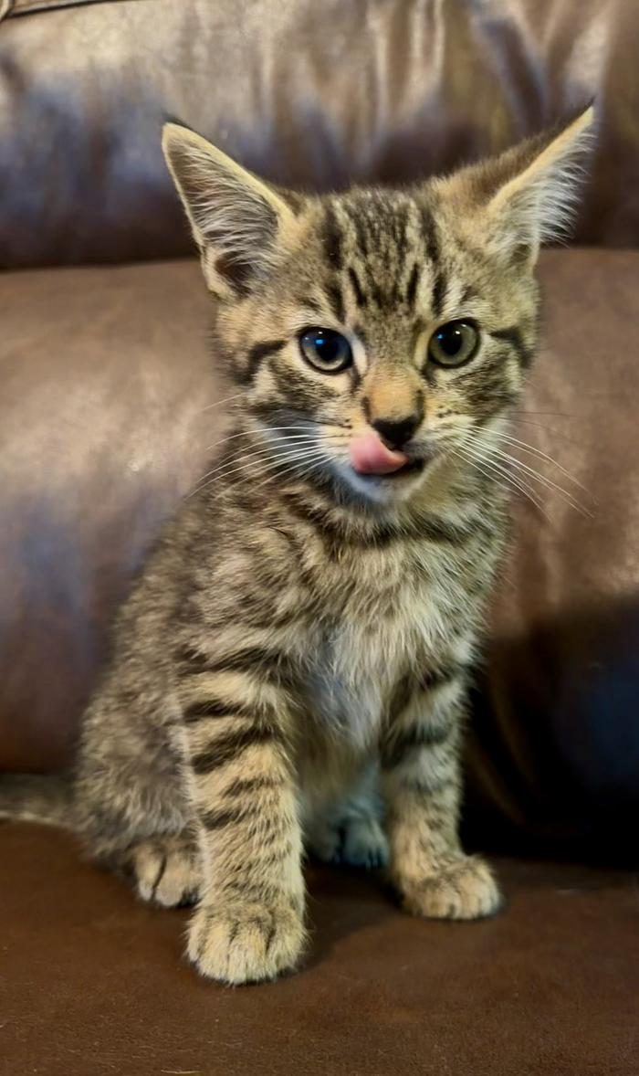 cat2