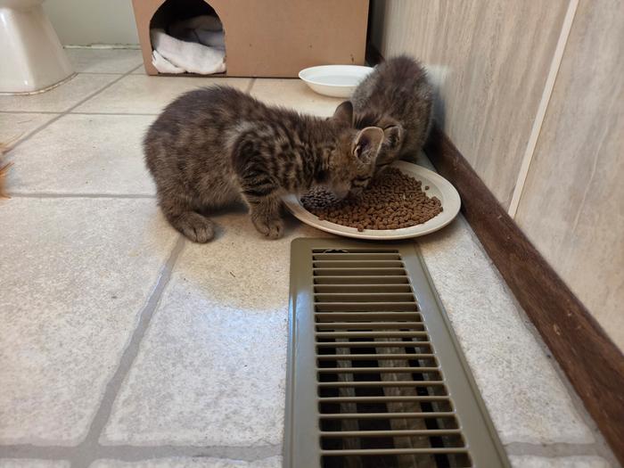 enjoying breakfast.