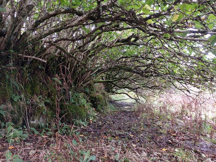 Under windswept hazels
