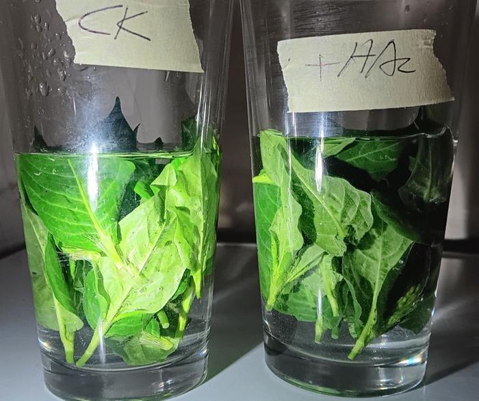 Soaking young leaves in tap water vs pH lowered with vinegar 