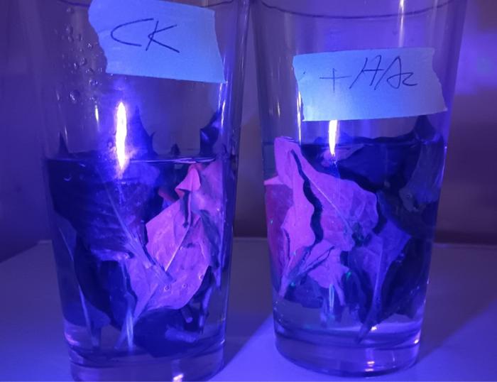 Soaking young leaves in tap water vs pH lowered with vinegar 
