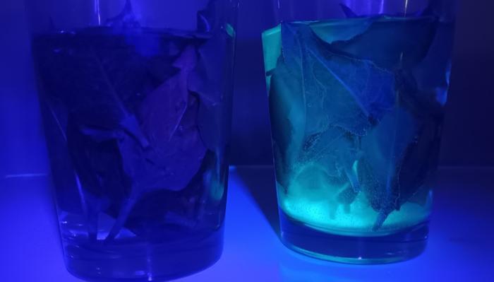Soaking young leaves in tap water vs pH lowered with vinegar 