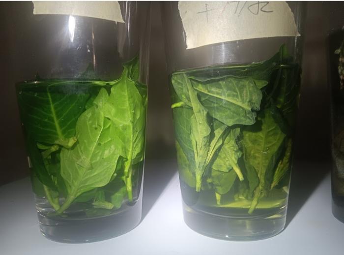 Soaking young leaves in tap water vs pH lowered with vinegar 
