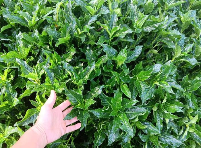 Two months old fast growing indigo plants 
