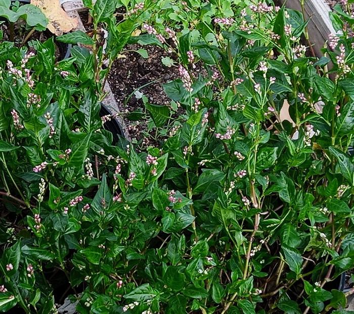 japanese indigo flowering