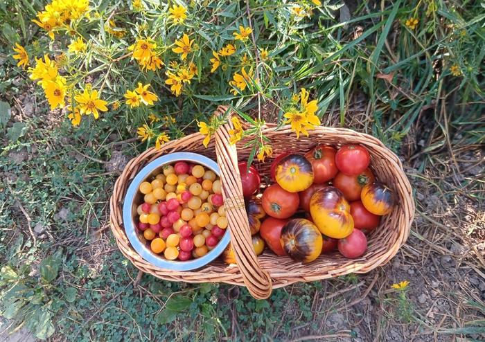 Mixed cherry, sart roloise, super beefsteak in Sept. Cherokee purple taking a hiatus in mid summer