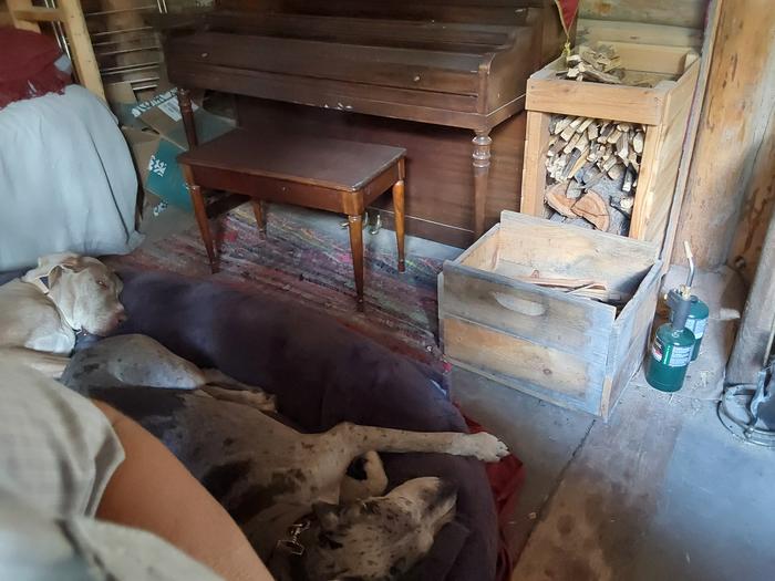 Our dogs approve of both the accommodations and the food! 