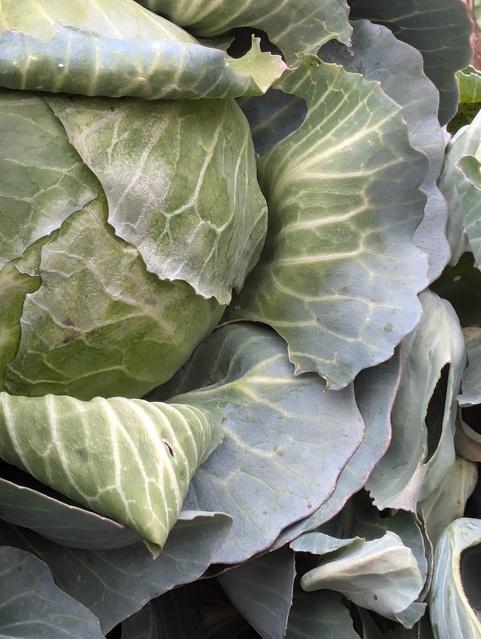 [Thumbnail for cabbage.png]
