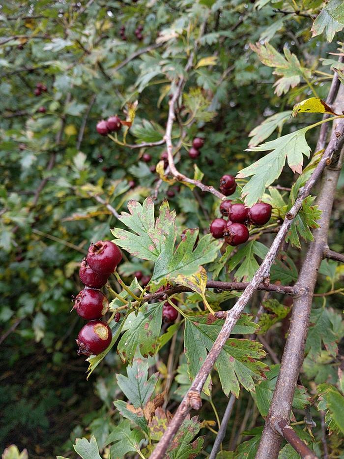 Crataegus arnoldana - ripe haws on Skye