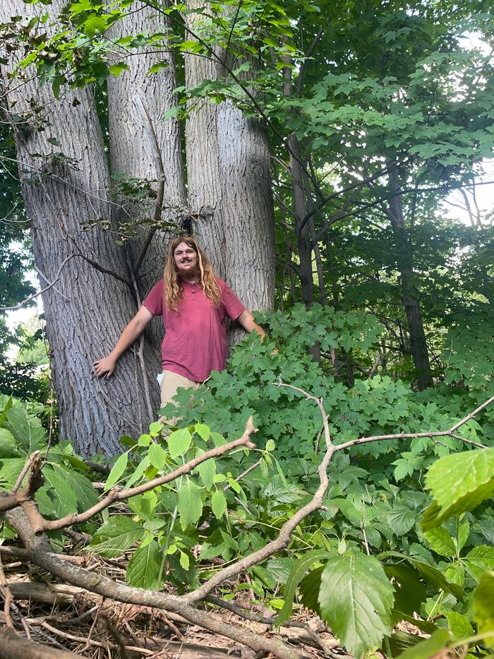Multi Trunk Hybrid Elm