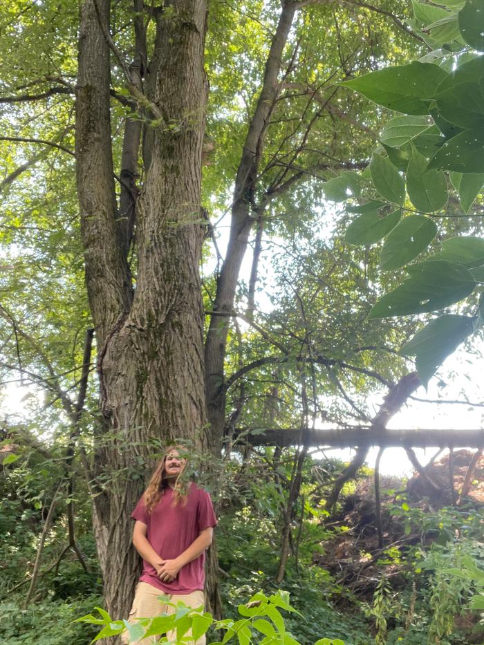 Large Single Dominant Stem Hybrid Elm