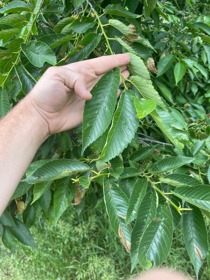 4-6 inch leaves