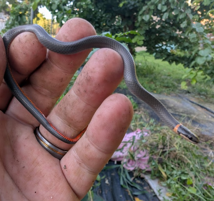 snek