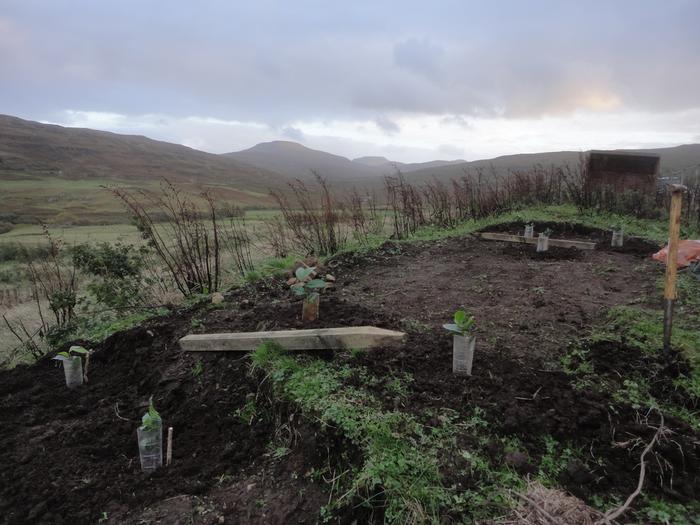 My first (failed) attempt at planting tea on Skye