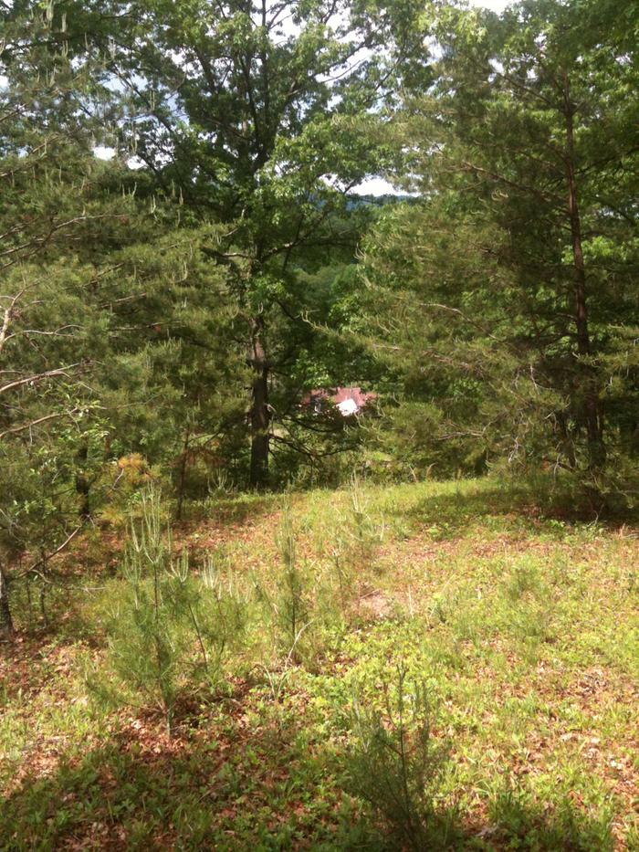 it is slowly becoming an amazing model for Appalachian-style permaculture and restoration agriculture.