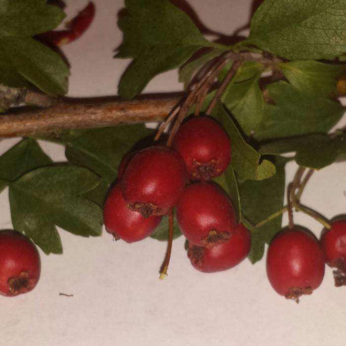 crataegus-monmogyna-fruit-cluster