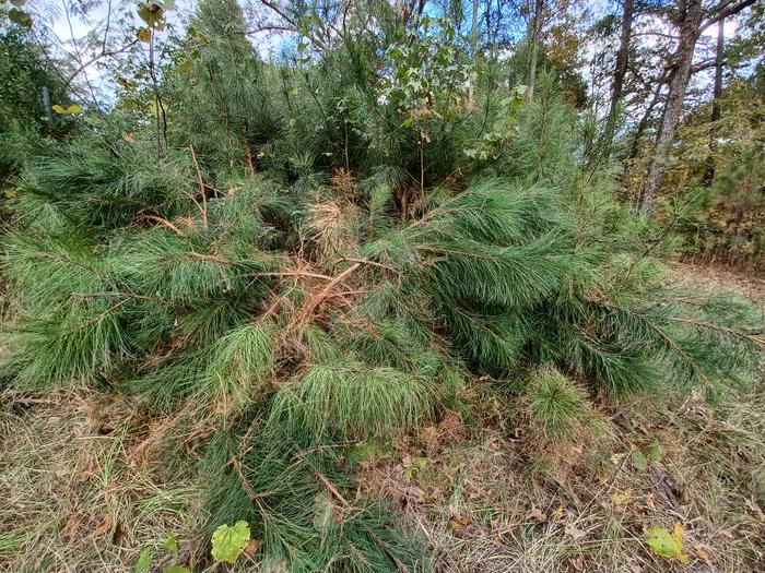 [Thumbnail for 20251102_143617.jpg]