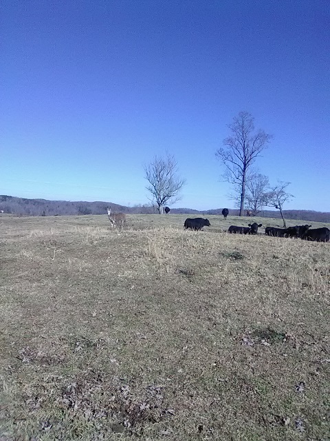 [Thumbnail for cows-with-donkey.jpg]