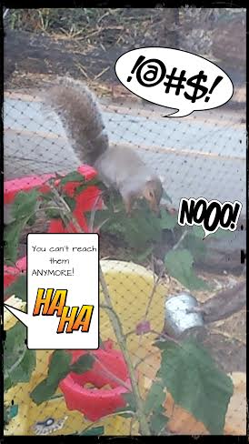 [Thumbnail for squirrel.jpg]