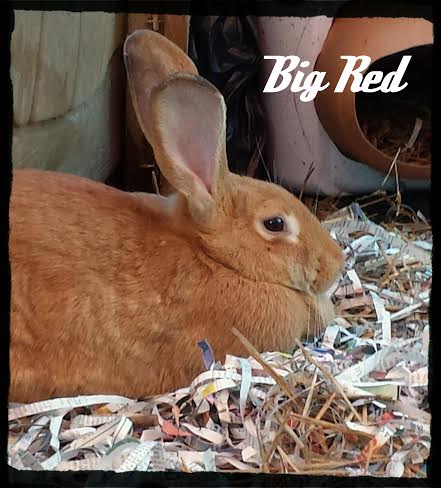 [Thumbnail for big-red.jpg]