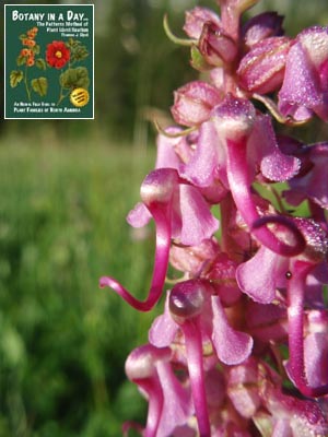 [Thumbnail for Pedicularis_groenlandica.2.jpg]