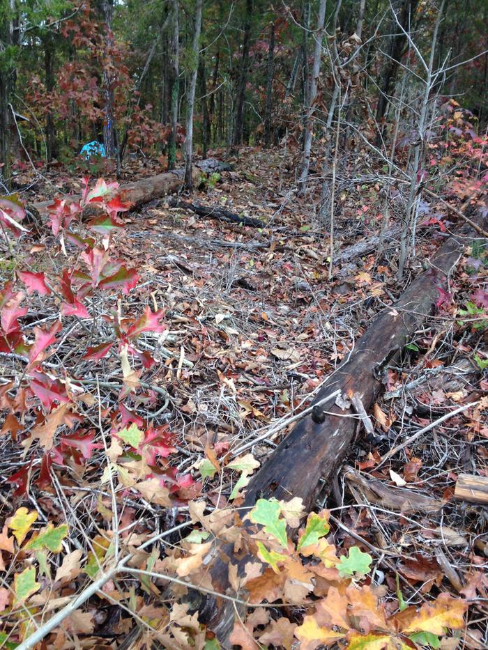old branches for potential mulch