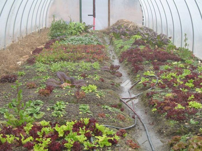 [Thumbnail for greenhouse.jpg]