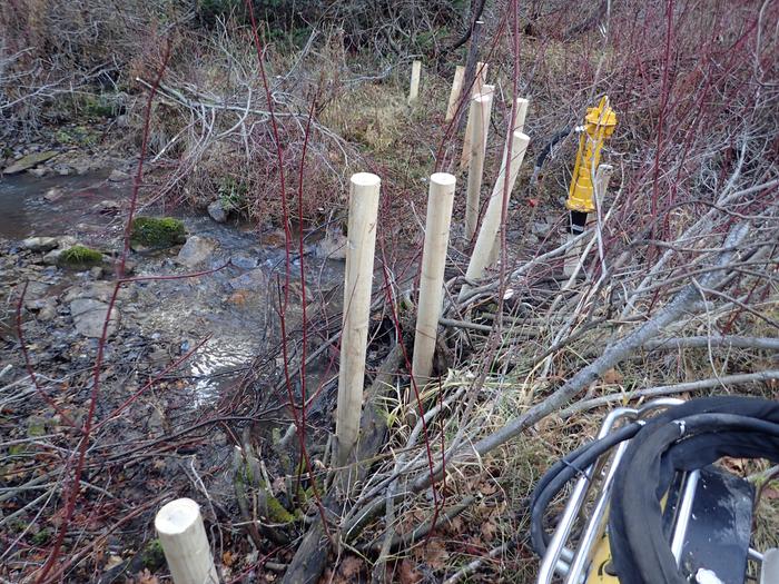 damaged beaver habitat