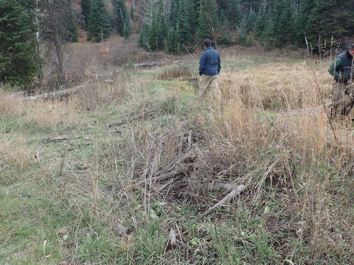 he way the ancient beaver dam now looks like a hugelbeet.