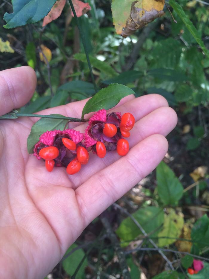 Euonymus Americanus, Hearts a bustin