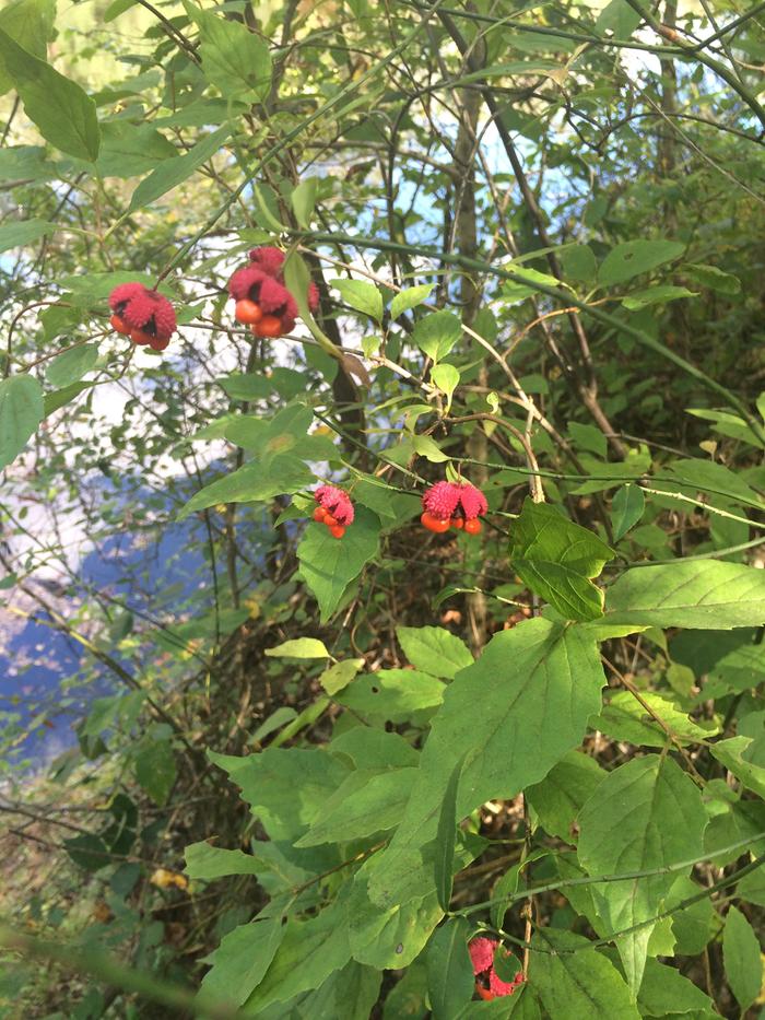 Euonymus Americanus, Hearts a bustin