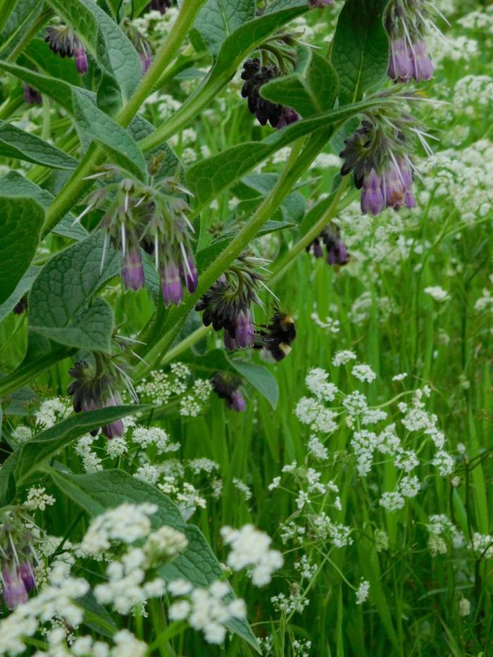 bee on comfrey flowers