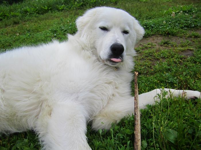 [Thumbnail for maremma-livestock-guard-dog.jpg]