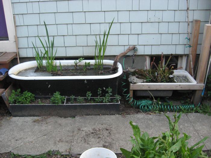 Bathtub Pond on left with sink bog on right
