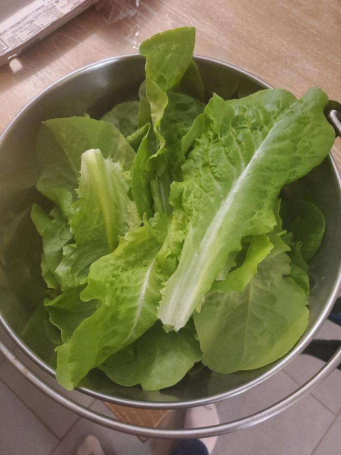 I picked the lettuce and got it ready