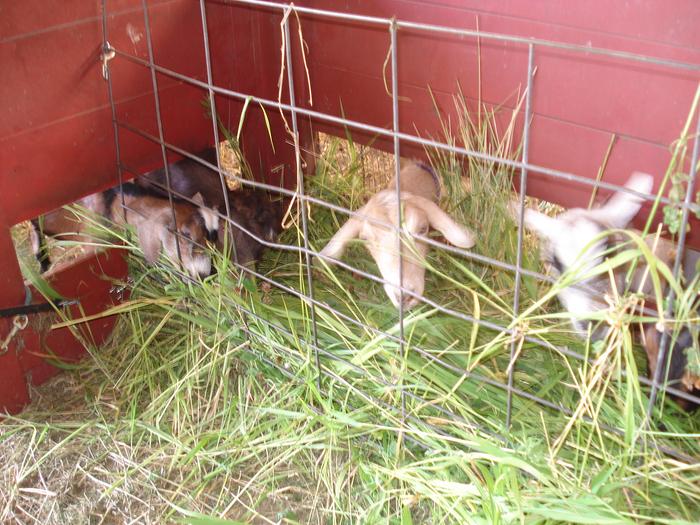 Happy goats eating their long stem fibers