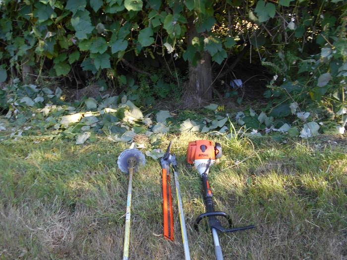 Scythe blade, hedge trimmer, Stihl combi in front of trimmed grape arbor