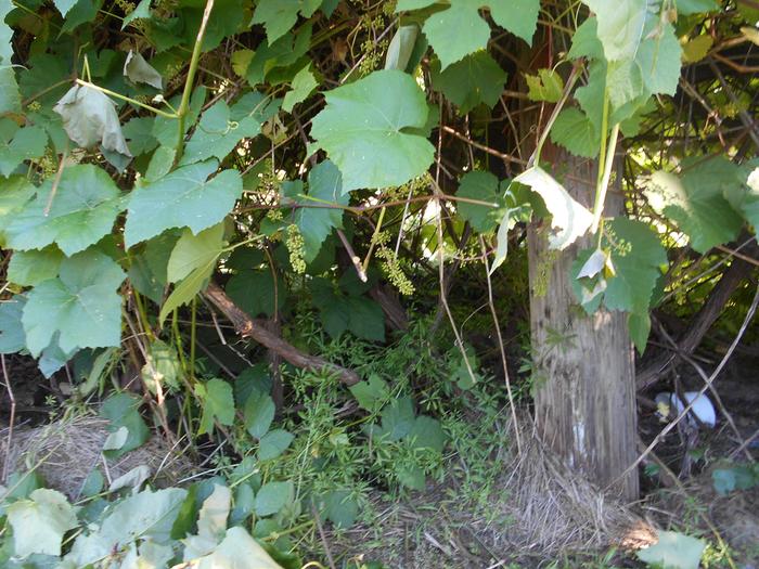 Not too clear but small green grapes exposed by trimming.