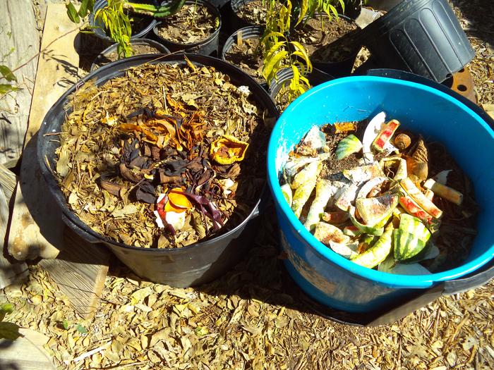 composting pots, this is about 6 months worth. fly babies already ate the poo