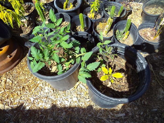 volunteer tomatoe vine in last year's finished humanure is healthiest of all