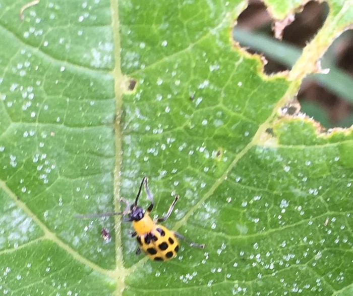 leaf eating bug