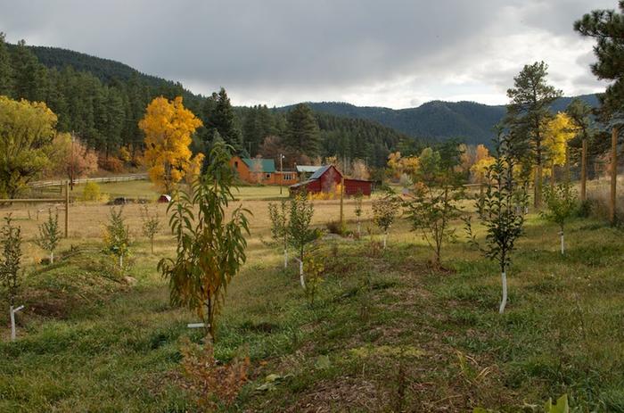 [Thumbnail for fall-orchard.jpg]