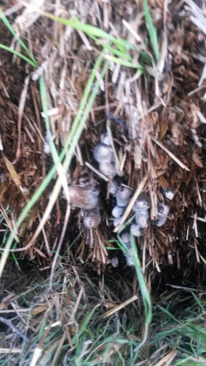 [Thumbnail for shrooms-on-bale.jpg]